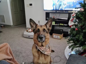 CAMERA REVIEW #3-gigapixel-standard v2-2x.jpeg